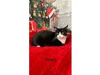 Wren, Domestic Shorthair For Adoption In Lewisville, Texas