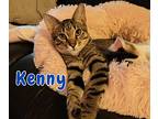 Kenny, Domestic Shorthair For Adoption In Lewisville, Texas