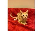 Kimo, Domestic Shorthair For Adoption In Lewisville, Texas