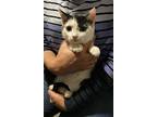 Calipurr, Domestic Shorthair For Adoption In Camden, South Carolina