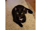 Bug, Domestic Shorthair For Adoption In Camden, South Carolina