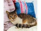 Cassia, Domestic Shorthair For Adoption In Camden, South Carolina