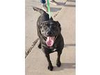 Nyx, Labrador Retriever For Adoption In Knoxville, Iowa