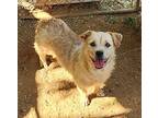 Jenny Aka Mamacita, Australian Terrier For Adoption In San Antonio, Texas
