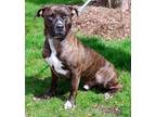 Capone, American Pit Bull Terrier For Adoption In Palatine, Illinois