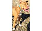 Rebel, American Pit Bull Terrier For Adoption In Crossville, Tennessee