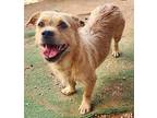 Ginger Aka Crackle, Australian Terrier For Adoption In San Antonio, Texas