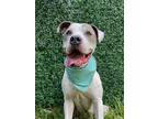 Ralphie, American Pit Bull Terrier For Adoption In Houston, Texas