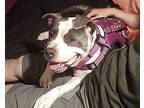 Dalilah, American Staffordshire Terrier For Adoption In Lodi, California
