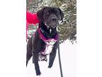 Olympia, Labrador Retriever For Adoption In Evergreen, Colorado