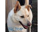 Big Bear, Labrador Retriever For Adoption In Washburn, Missouri