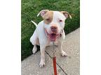 Ellie, American Staffordshire Terrier For Adoption In Chicago, Illinois