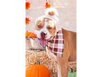 Bravo, American Staffordshire Terrier For Adoption In Phoenix, Arizona