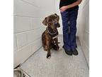 Mason, Labrador Retriever For Adoption In Chicago, Illinois