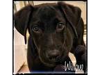 Willow, Labrador Retriever For Adoption In Atlanta, Georgia