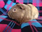 Larry, Guinea Pig For Adoption In Edmonton, Alberta