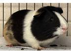 Pecan, Guinea Pig For Adoption In Newington, Connecticut