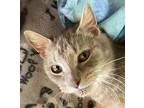 Nadia, Domestic Shorthair For Adoption In Huntley, Illinois