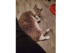 Sersei, Domestic Shorthair For Adoption In Spruce Grove, Alberta