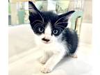 Charlie Chaplin, Domestic Shorthair For Adoption In Spring, Texas