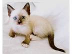 Flake, Siamese For Adoption In Spring, Texas