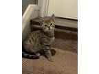 Tiger Lily, Domestic Shorthair For Adoption In Huntley, Illinois