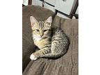 Mitty, Domestic Shorthair For Adoption In Huntley, Illinois