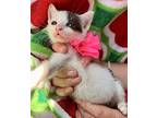 Tiny 2, Domestic Shorthair For Adoption In Spring, Texas