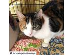 Diva, American Shorthair For Adoption In Westwood, New Jersey