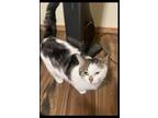 Honey, Domestic Shorthair For Adoption In Spruce Grove, Alberta