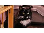 Allie, Domestic Longhair For Adoption In Westwood, New Jersey