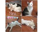 Nina, American Shorthair For Adoption In Westwood, New Jersey