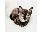 Cali, Calico For Adoption In Spring, Texas