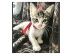 Andy, Domestic Shorthair For Adoption In Spring, Texas