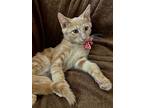 Orangee, Domestic Mediumhair For Adoption In Spring, Texas