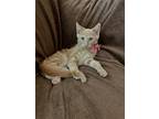 Tangerine, Domestic Mediumhair For Adoption In Spring, Texas