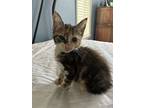 Baby Sue, Domestic Shorthair For Adoption In Sanford, Florida