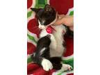 Tiny 4, Domestic Shorthair For Adoption In Spring, Texas