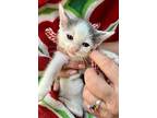 Tiny, Domestic Shorthair For Adoption In Spring, Texas