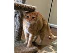 Loki, Domestic Shorthair For Adoption In Birmingham, Alabama