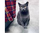 Sweetie, Domestic Shorthair For Adoption In Pickerington, Ohio