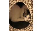 Sweet Cat Samantha, Domestic Shorthair For Adoption In Metairie, Louisiana
