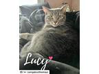 Lucy, American Shorthair For Adoption In Westwood, New Jersey