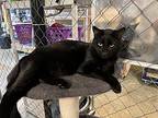 Romeo (bonded Pair), Domestic Shorthair For Adoption In Bolton, Connecticut