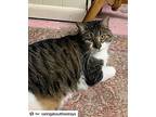 Antonio, American Shorthair For Adoption In Westwood, New Jersey