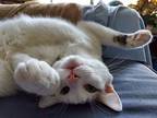 Dominic, Domestic Shorthair For Adoption In Westwood, New Jersey