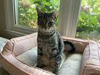 Boy Kitty, Domestic Shorthair For Adoption In Birmingham, Alabama