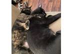 Fiona And Salem, American Shorthair For Adoption In Westwood, New Jersey