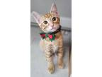 Baguette, Domestic Shorthair For Adoption In Spring, Texas