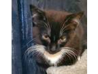 Daisy Mae, Domestic Shorthair For Adoption In Lebanon, Oregon